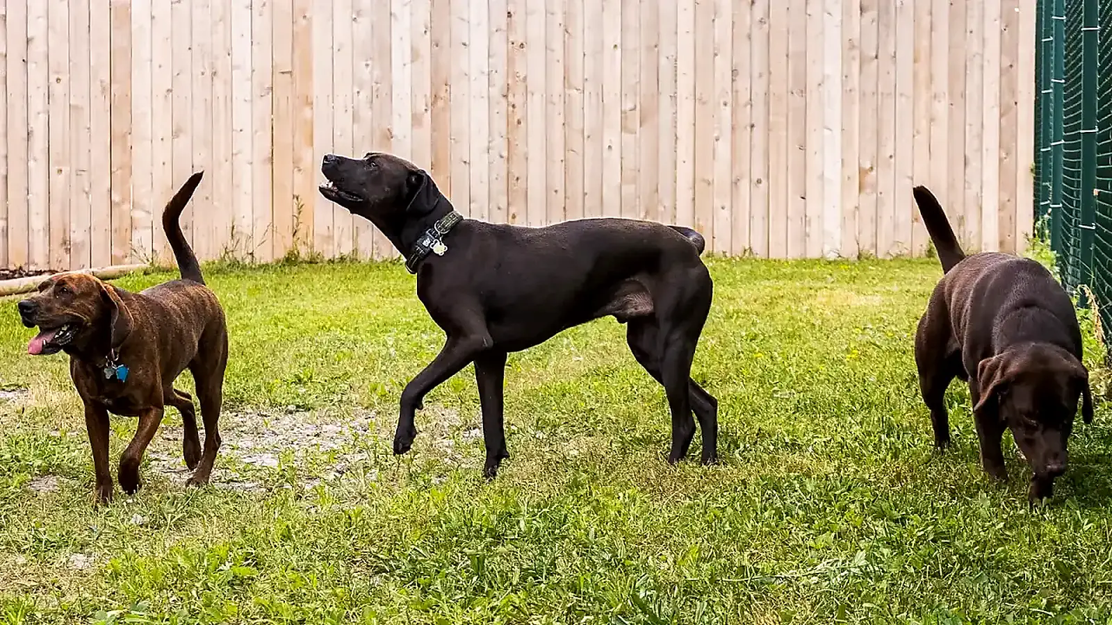 A small playgroup of two to three dogs matched by temperament at Beegan K9 Cleveland