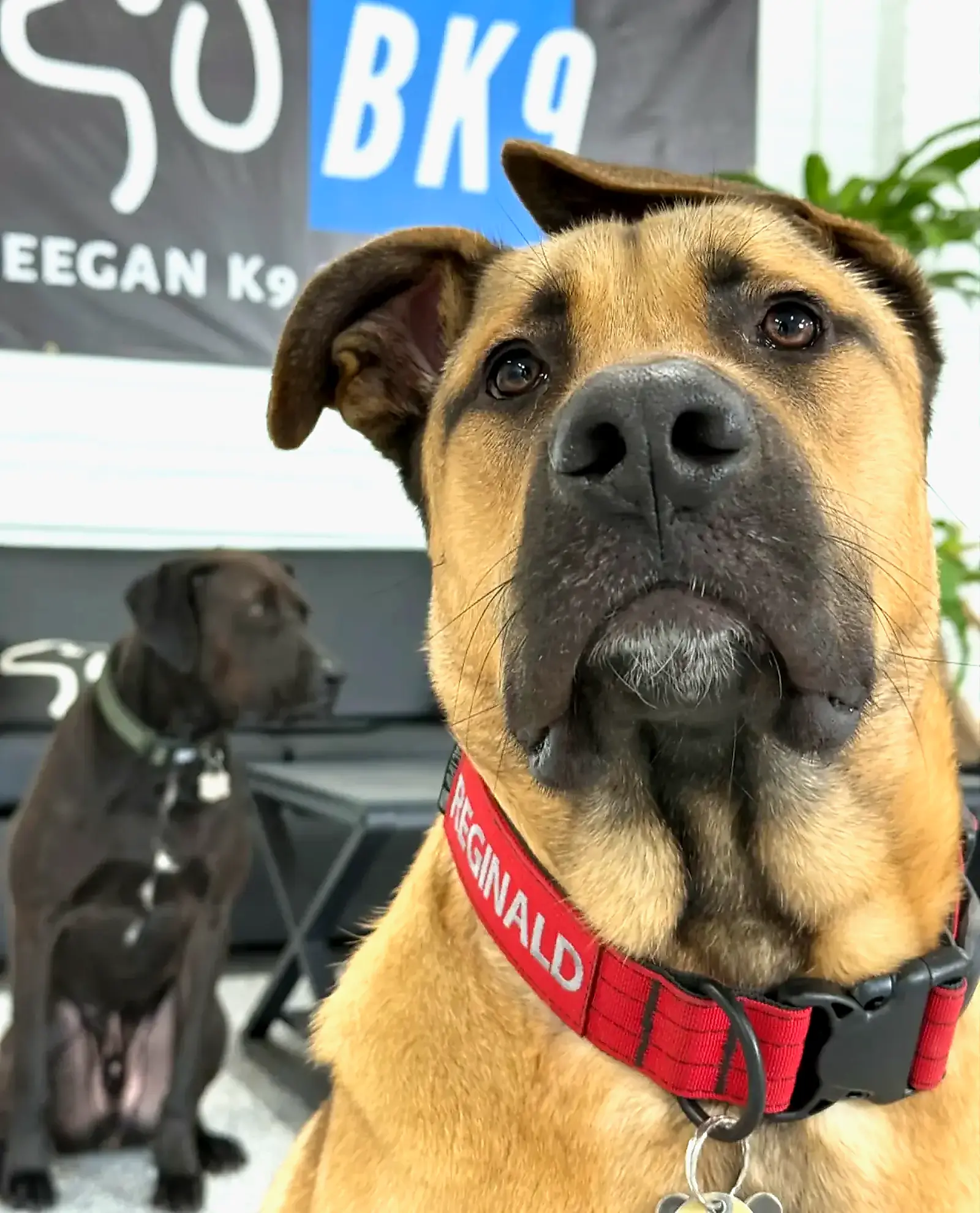 Just a couple of dogs at a time at Beegan K9, where the day is capped at 12 dogs