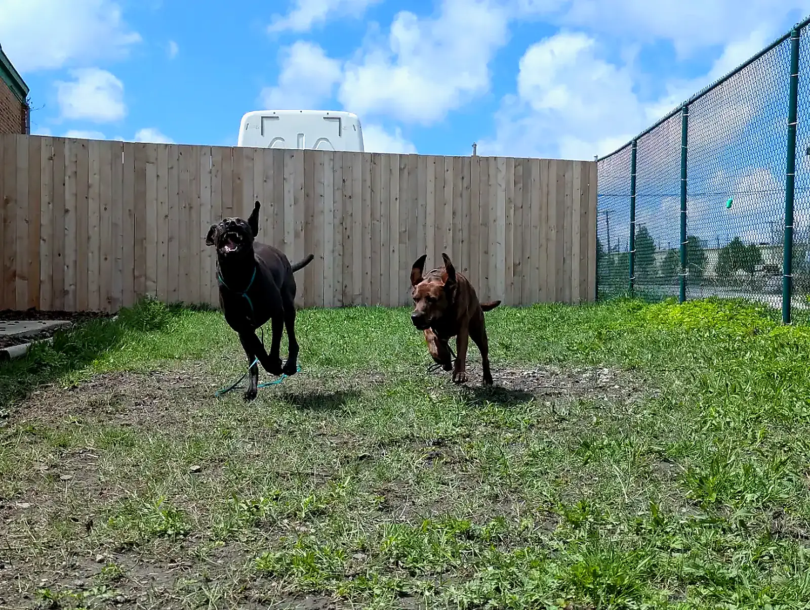 Two dogs in a small matched playgroup at Beegan K9 dog daycare Cleveland