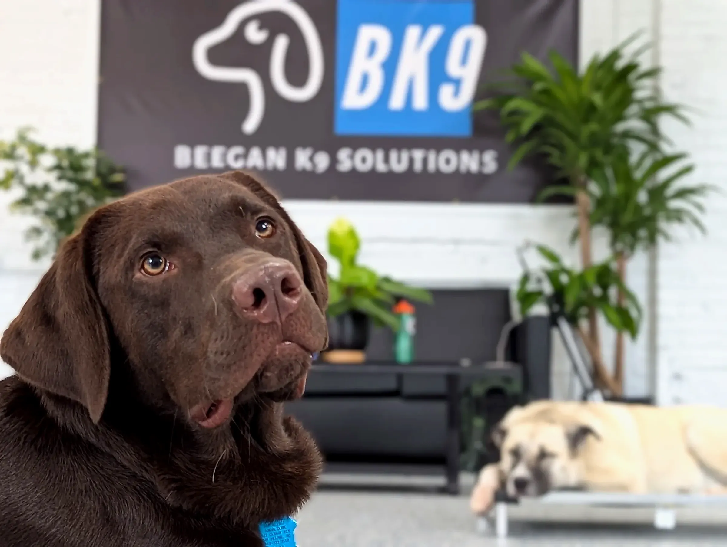 An attentive dog up close while another sleeps on a cot behind at Beegan K9 Cleveland
