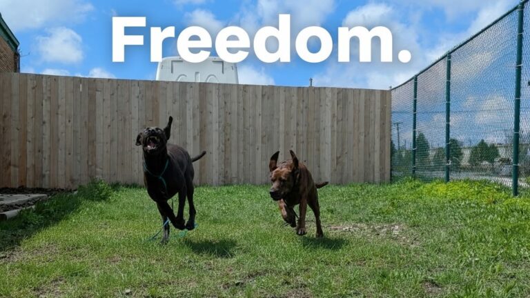 Two dogs running in a large outdoor play yard at Beegan K9 dog daycare