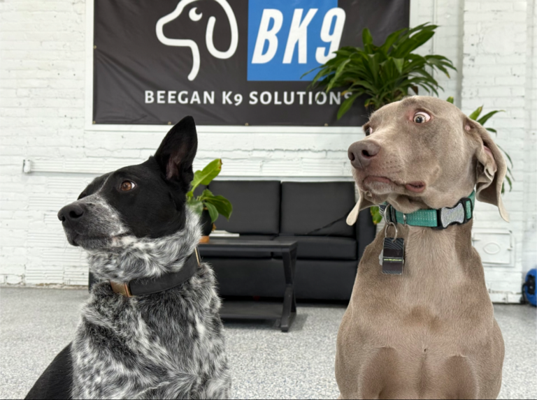 Two adult dogs socializing at Beegan K9 dog daycare on the west side of Cleveland