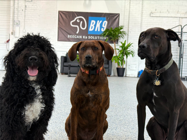 Small group play at Beegan K9 doggie daycare in Cleveland, Ohio