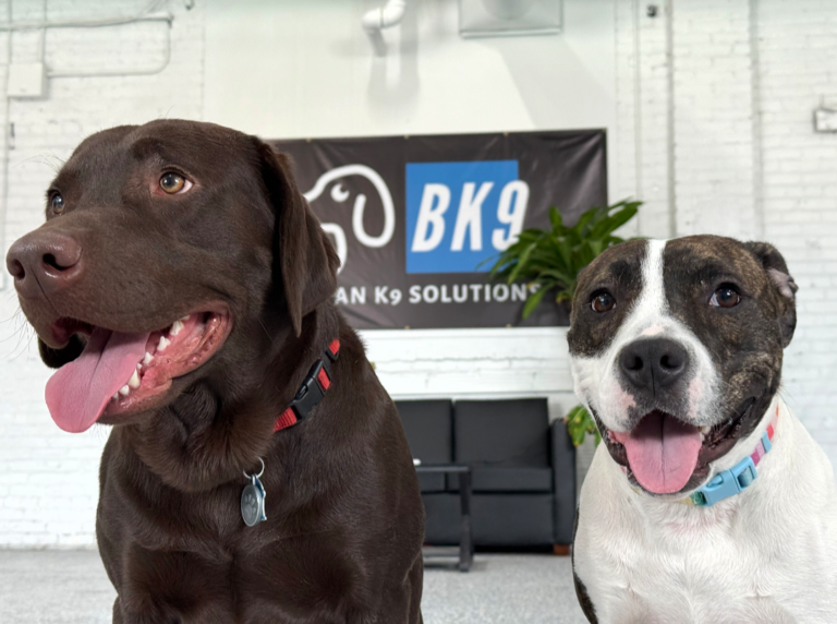 Two puppies sitting nicely at Beegan K9 dog daycare in Cleveland, Ohio