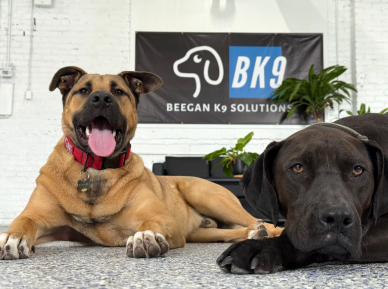 Two tired dogs at Beegan K9 doggie daycare on the west side of Cleveland, Ohio
