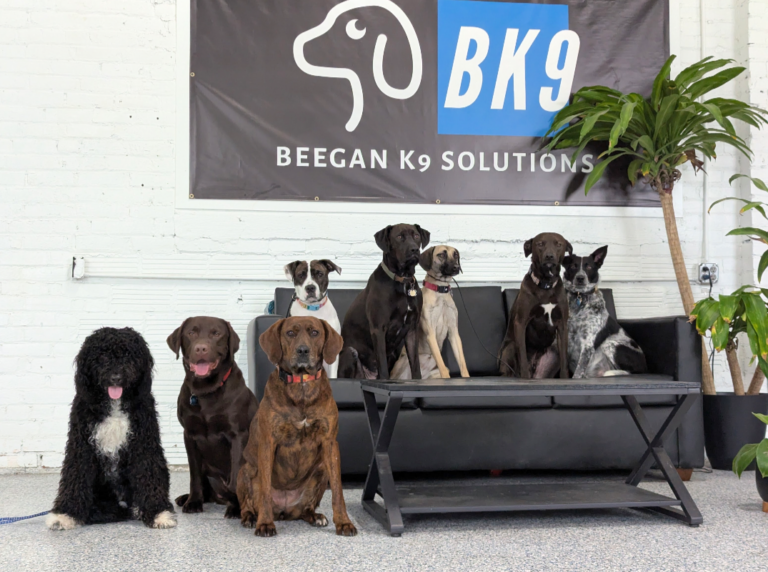 Eight dogs sitting patiently on a couch at Beegan K9 dog daycare in Cleveland, Ohio