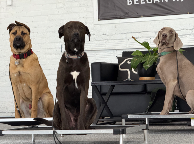 Training exercise at Beegan K9 dog daycare in Cleveland, Ohio