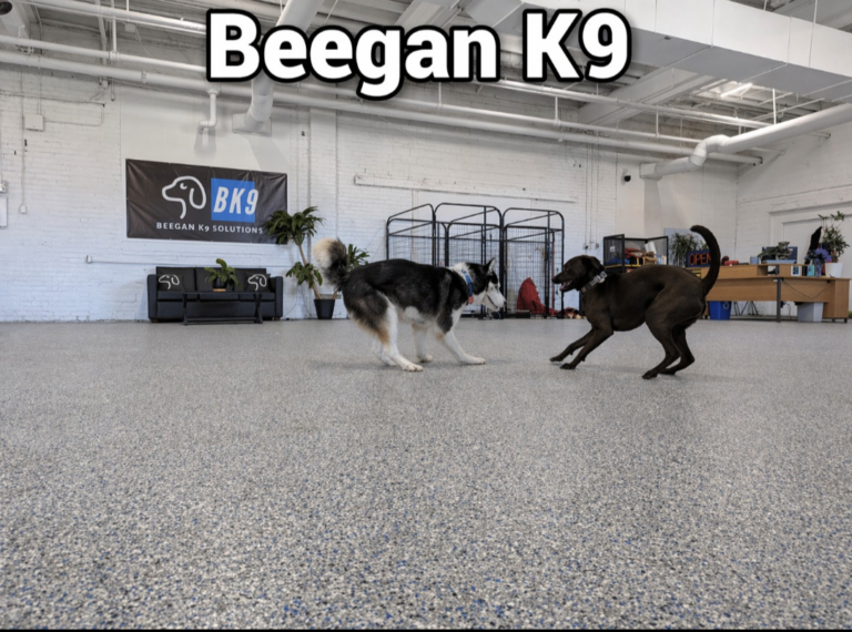 One-on-one play time at Beegan K9 dog daycare in Cleveland, Ohio