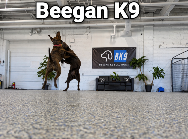 Structured dog daycare at Beegan K9 in Cleveland, Ohio