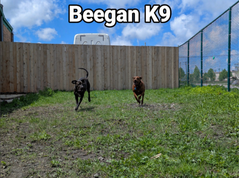 Two dogs running free in the large grass play yard at Beegan K9 in Cleveland, Ohio