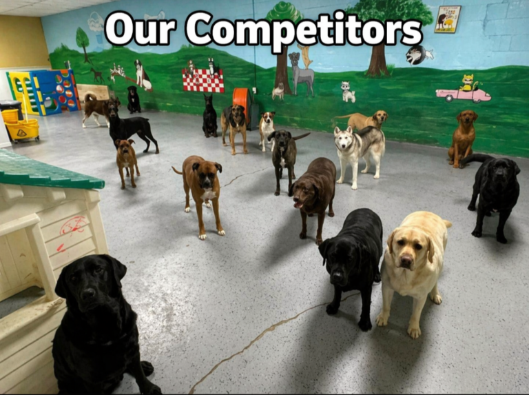 Free-for-all dog daycare