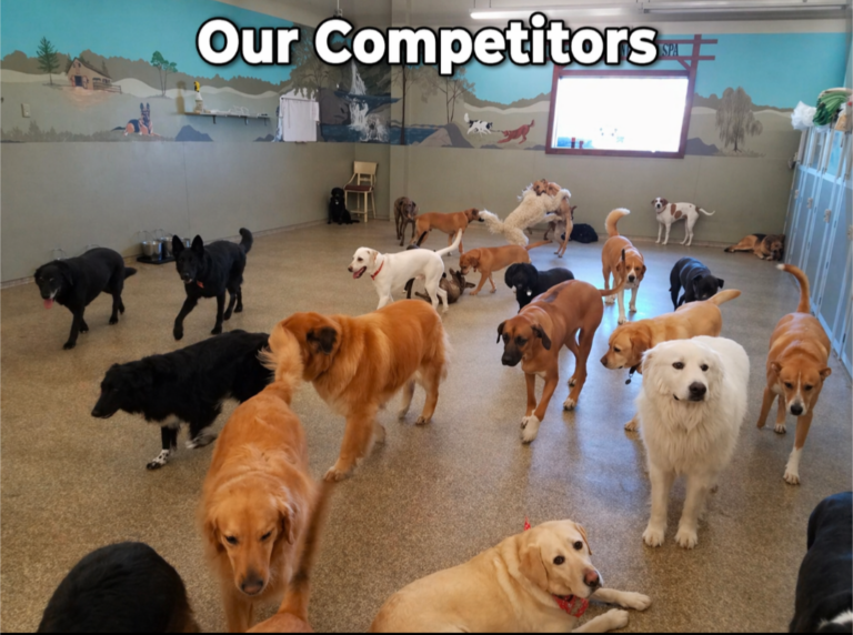 Large group dog daycare