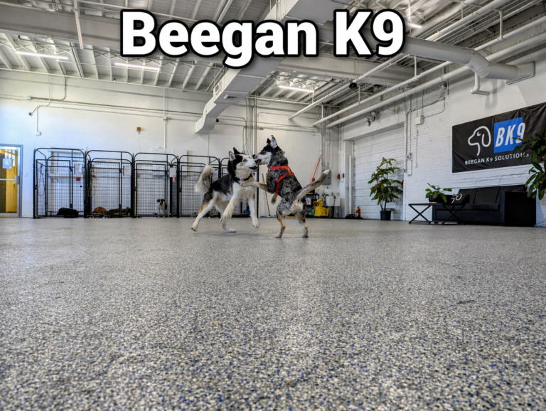 Enrichment dog daycare play group at Beegan K9 located on the West Side of Cleveland, Ohio