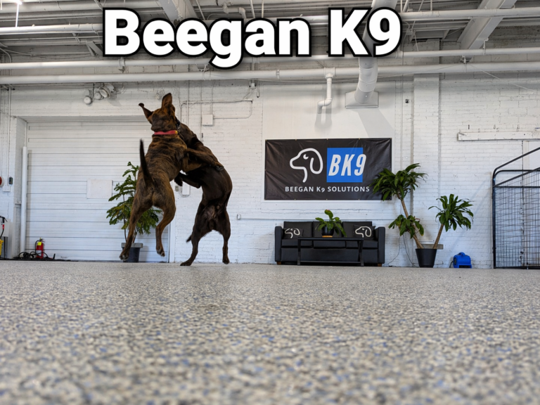 Small group & trainer-run dog daycare at Beegan K9 in Cleveland, Ohio